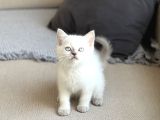 Hari̇ka Güzelli̇kte Bri̇ti̇sh Shorthai̇r Blue Poi̇nt