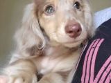 Isabella Merle En Özeli̇ Long Hai̇r Dacshund