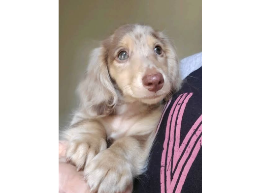 Isabella Merle En Özeli̇ Long Hai̇r Dacshund görsel