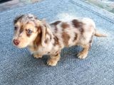 ISABELLA MERLE EN ÖZELİ LONG HAİR DACSHUND