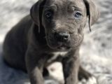 SAFKAN CANE CORSO YAVRULARI