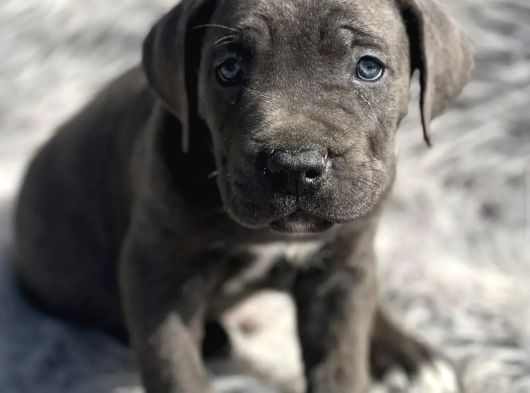 Safkan Cane Corso Yavrulari