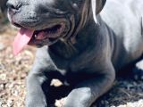 Ki̇ng Cane Corso Yavrulari