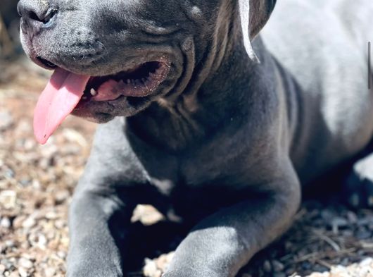 Ki̇ng Cane Corso Yavrulari görsel