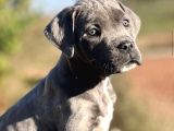 Safkan Cane Corso Yavrulari