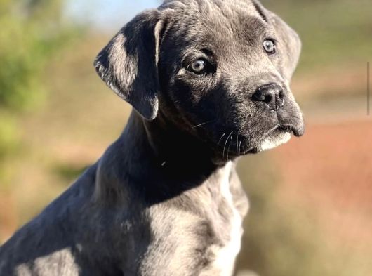 Safkan Cane Corso Yavrulari görsel