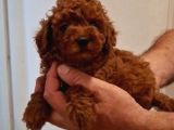 TOY POODLE YAVRULARIMIZ
