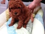 Toy Poodle Yavrularimiz