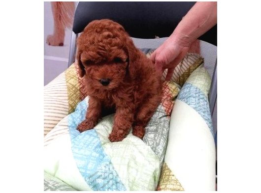 Toy Poodle Yavrularimiz görsel