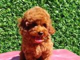 Toy Poodle Yavrularimiz
