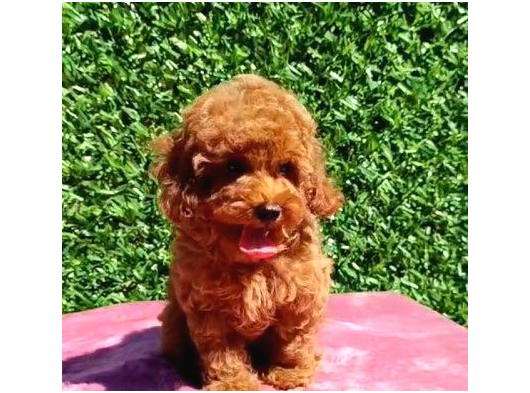 Toy Poodle Yavrularimiz görsel