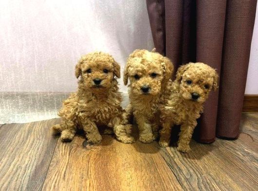 Toy Poodle Yavrularimiz görsel