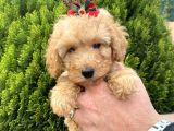 Secereli Red Brown Babadan Toy Poodle Yavrularımız
