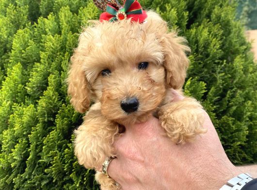 Secereli Red Brown Babadan Toy Poodle Yavrularımız