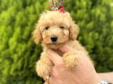 Secereli Red Brown Babadan Toy Poodle Yavrularımız