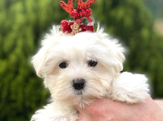Teacup Ve Standart Maltese Yavrularımız görsel