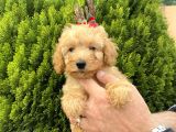 Secereli Red Brown Babadan Toy Poodle Yavrularımız