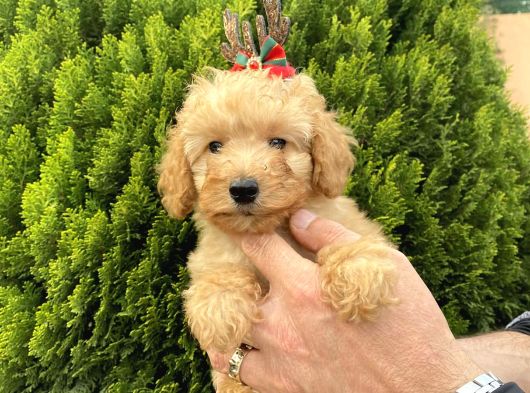 Secereli Red Brown Babadan Toy Poodle Yavrularımız görsel