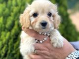 Mini Tüy Dökmez Cavapoo Yavrumuz