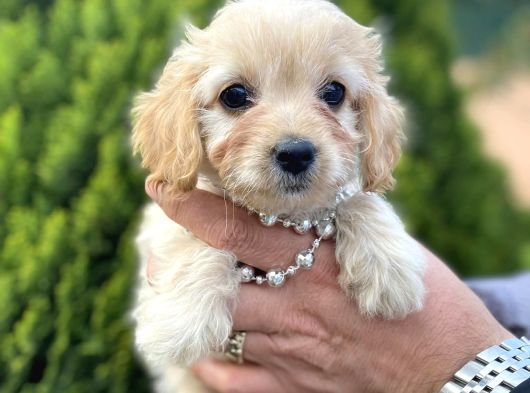 Mini Tüy Dökmez Cavapoo Yavrumuz görsel
