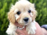Mini Tüy Dökmez Cavapoo Yavrumuz