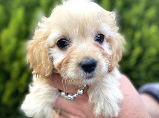 Mini Tüy Dökmez Cavapoo Yavrumuz görsel