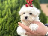 Teacup Ve Standart Maltese Yavrularımız