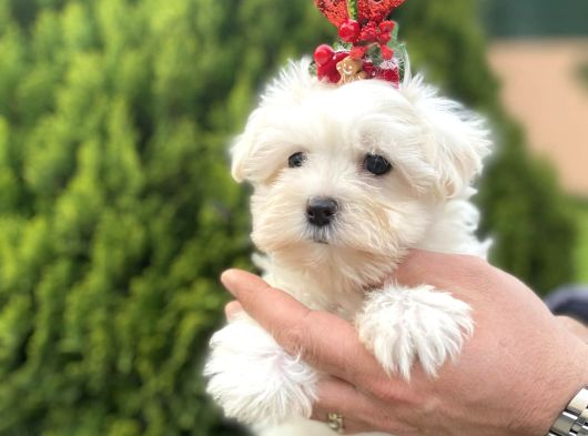 Teacup Ve Standart Maltese Yavrularımız görsel