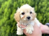 Mini Tüy Dökmez Cavapoo Yavrumuz