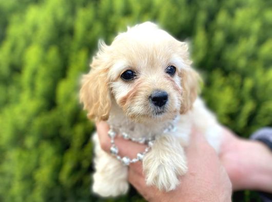 Mini Tüy Dökmez Cavapoo Yavrumuz görsel