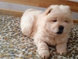Chow Chow Bebekler