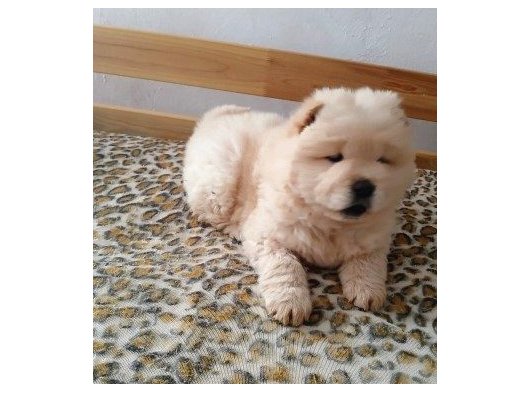 Chow Chow Bebekler görsel
