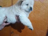Chow Chow Bebekler