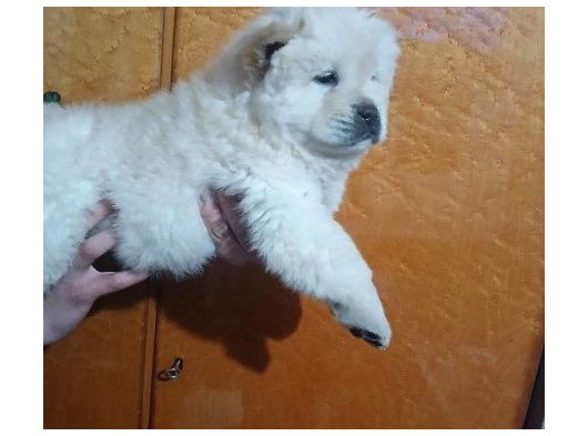 Chow Chow Bebekler görsel
