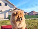 Chow Chow Bebekler