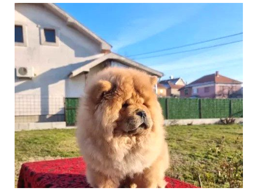 Chow Chow Bebekler görsel