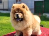 chow chow bebekler