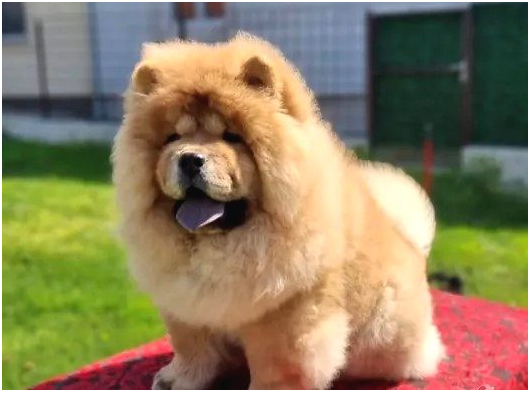 Chow Chow Bebekler
