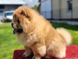 Chow Chow Bebekler