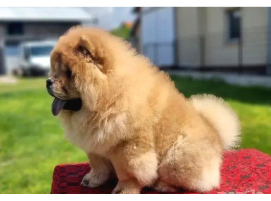 Chow Chow Bebekler görsel