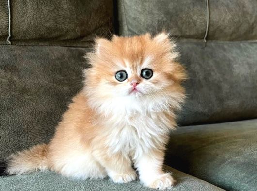 Golden Yeleli British Longhair Yavrumuz