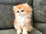 Golden Yeleli British Longhair Yavrumuz