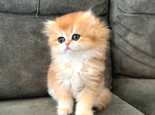 Golden Yeleli British Longhair Yavrumuz görsel