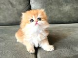 Golden Yeleli British Longhair Yavrumuz