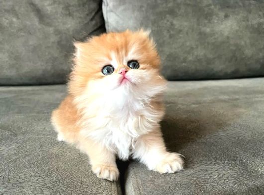 Golden Yeleli British Longhair Yavrumuz görsel