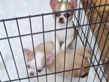 Chiuchuahua