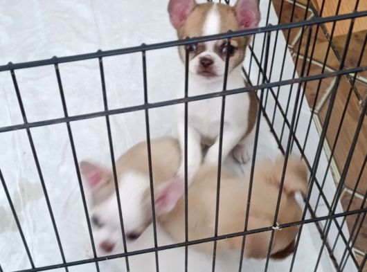 Chiuchuahua görsel