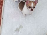 Chiuchuahua