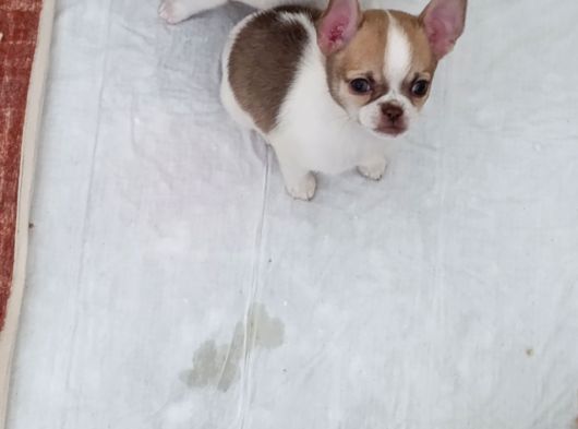 Chiuchuahua