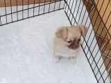 Chiuchuahua
